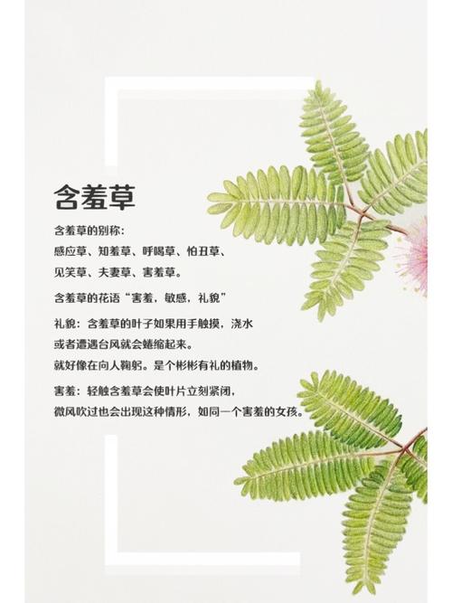 玖娃影院手机在线看 - 高清流畅追剧神器，海量资源免费手机在线播放